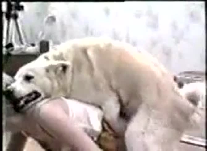 Video :Dog hard fucking a sexy teen beastiality sex video